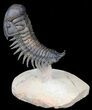 Flying Crotalocephalina Trilobite - Huge Specimen! #39149-5
